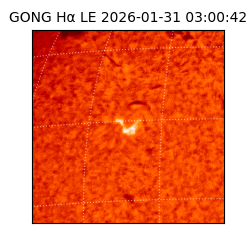 gong - 2026-01-31T03:00:42